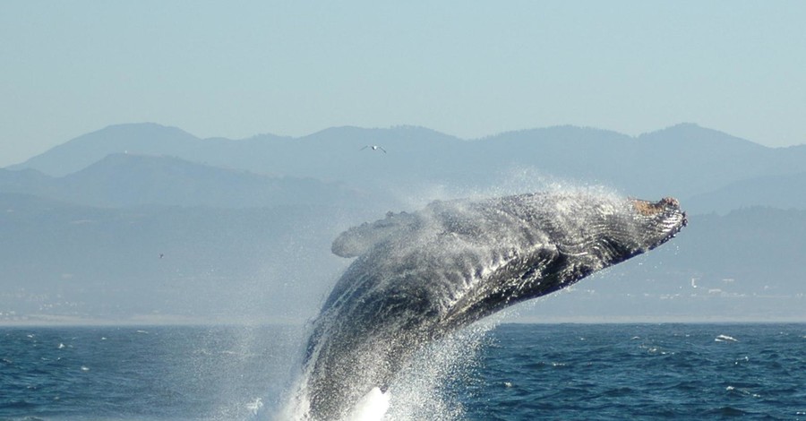 Япония возобновит охоту на китов
