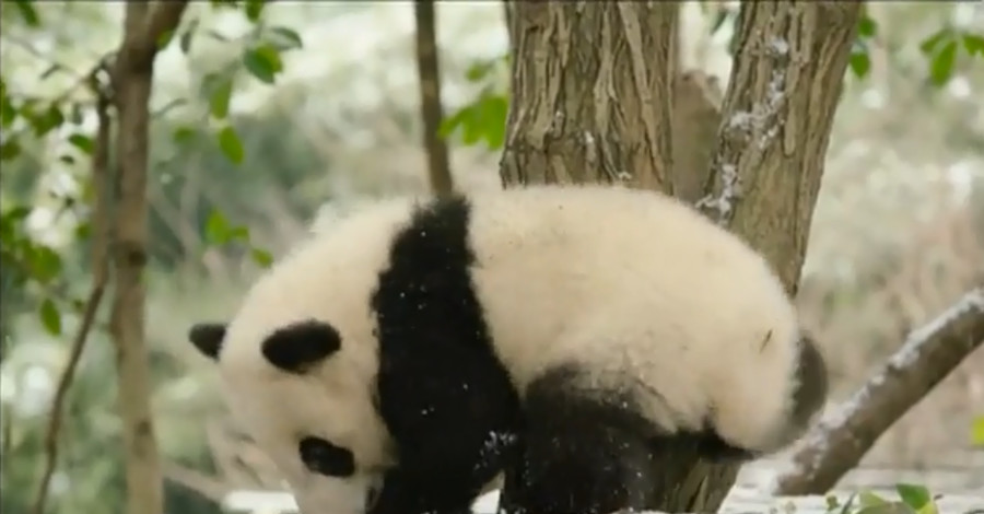 В Китае выпал снег - пандам на радость 