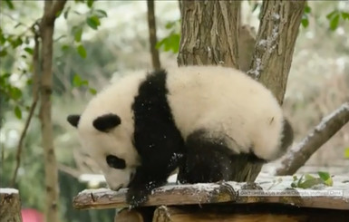 В Китае выпал снег - пандам на радость 