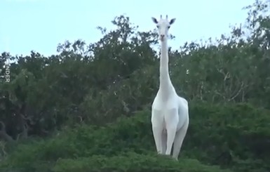 В сети показали уникальную семью жирафов-альбиносов
