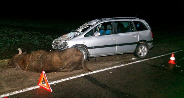 В Беларуси два автомобиля переехали зубра 