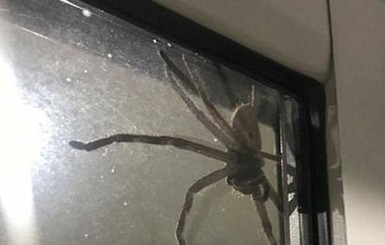 Австралиец так громко сражался с пауком, что соседи вызвали полицию