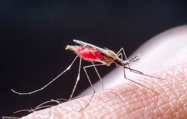 Львовский бизнесмен скончался после укуса малярийного комара