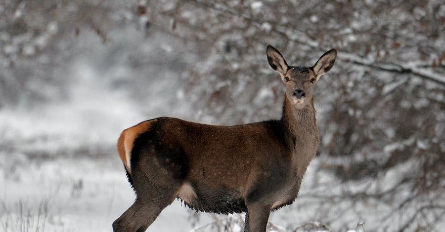 Фотографы показали, как животные встретили зиму в Чернобыле