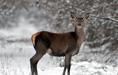 Фотографы показали, как животные встретили зиму в Чернобыле