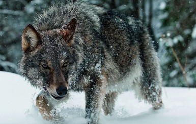 На Днепропетровщине волки и лисы нападают на людей
