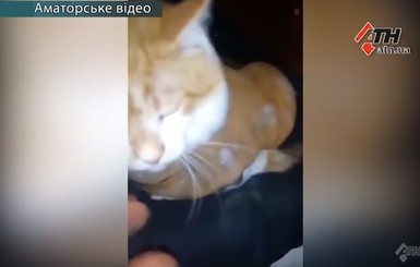 В Харькове кота два дня снимали с дерева – он покрылся льдом