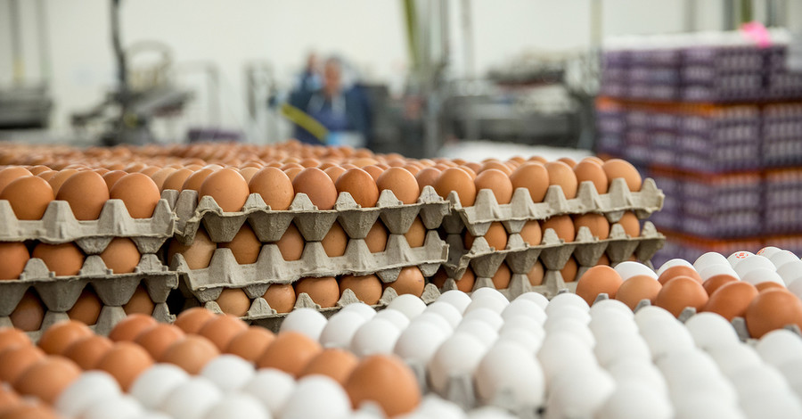 Девяток яиц и 350 граммов сметаны: как нас обманывают упаковки