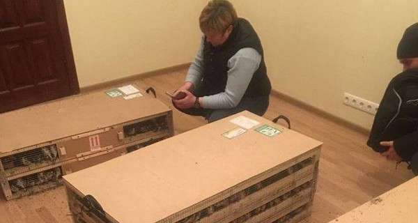 Под Киевом гибнет тысяча щеглов, которых везли в Оман на паштет