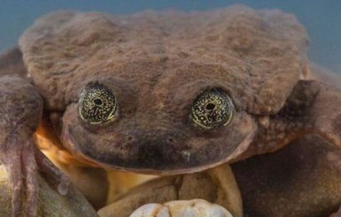 Самой одинокой лягушке на планете нашли пару спустя десять лет