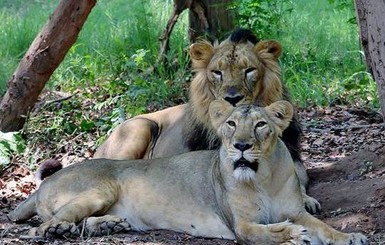 В индийском сафари-парке мужчину растерзали львы