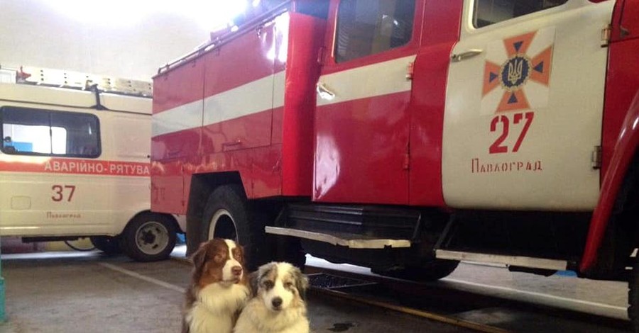 В Павлограде кинологи готовят собак-терапевтов