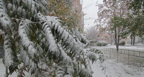 Сегодня днем, 23 января, Украину заметет снегом