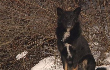 В Тернопольской области пес ждет хозяина на морозе четвертый месяц