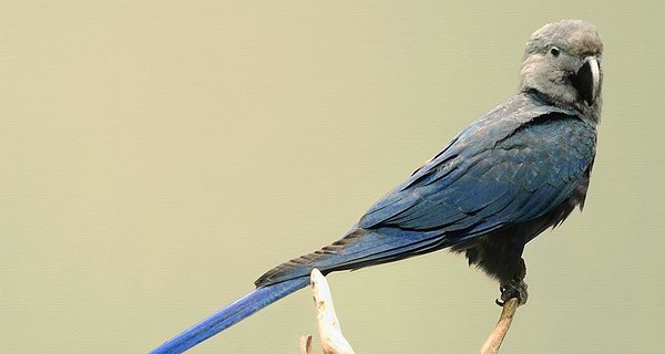 Ученые объявили об исчезновении четырех видов птиц. Среди них голубой ара