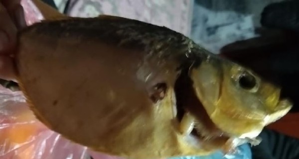 Мелитопольцу продали копченую рыбу с личинками