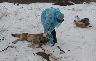 В Запорожской области ввели карантин из-за бешеного волка