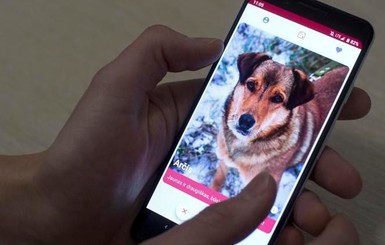 В Литве запустили приложение для знакомства с собаками из приюта