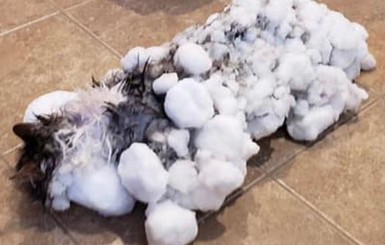 В США замороженная кошка ожила после погребения под снегом