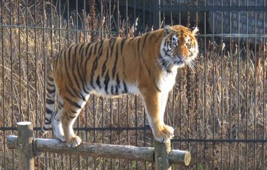 Не сошлись характерами: привезенный для размножения в Лондонский зоопарк тигр убил тигрицу
