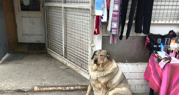 В Днепре просят помочь гигантской собаке