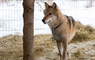 В Харькове приютили волка, которого селяне держали на привязи