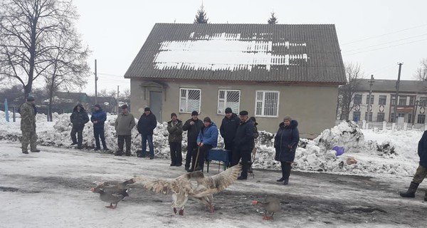 Сумских боевых гусей тренируют круглый год