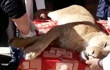 В зоопарке Палестины львице удалили когти, чтобы она играла с детьми