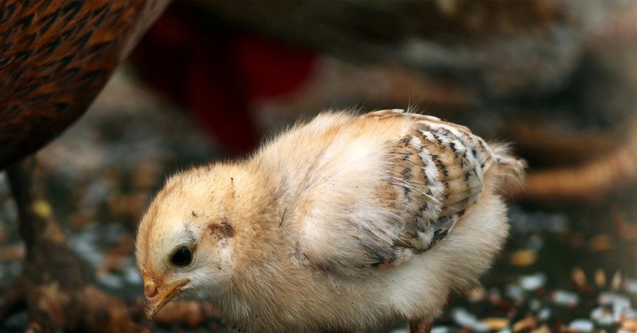 На пожаре в Японии сгорели сотни тысяч цыплят