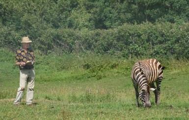 Британские ученые узнали, почему зебра полосатая