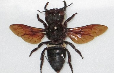 Ученые обнаружили гигантских пчел, которые считались вымершими