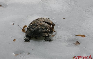 В Виннице из замерзшего озера спасали черепах