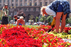 В центре Киева высадят 2 миллиона цветов 