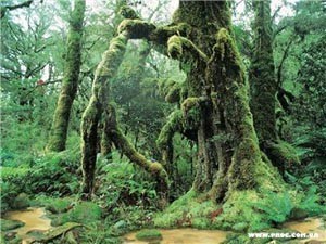 Леса в бассейне Амазонки под угрозой из-за чистого воздуха 