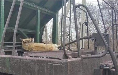 На Днепропетровщине ищут живодера: убил собаку, привязав к поезду