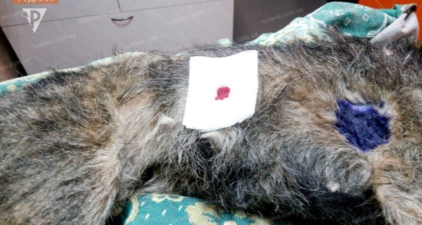 В Кривом Роге полицейского подозревают в том, что он проткнул вилами и бросил в костер собаку