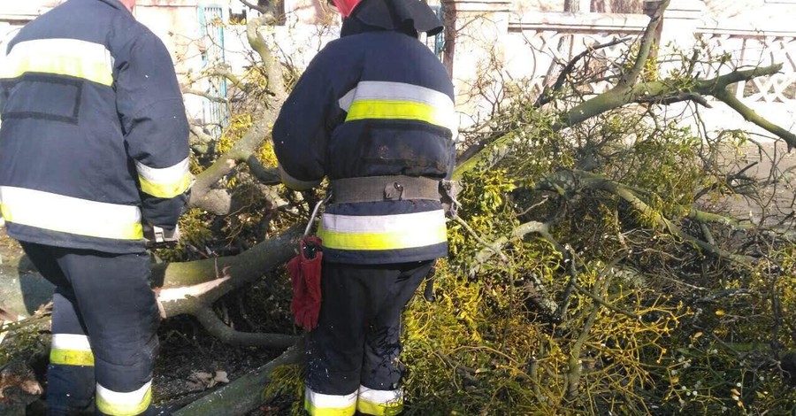 В Виннице рухнувшее дерево убило 11-летнюю девочку