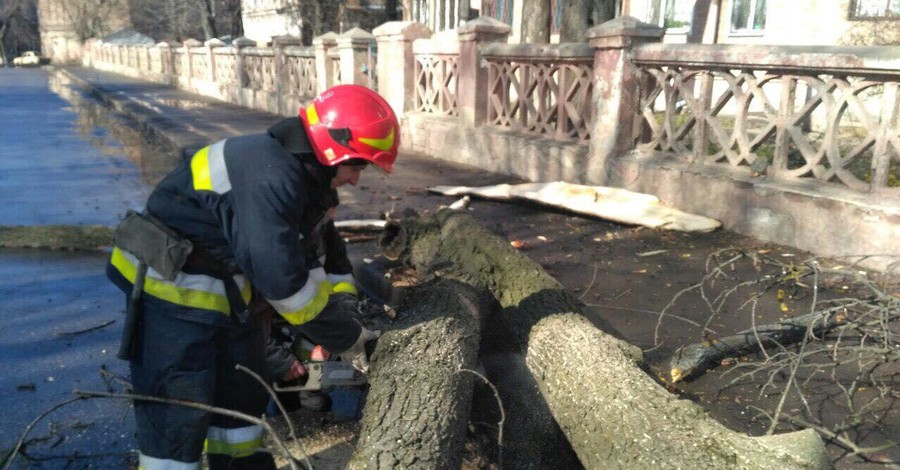 В Винницкой области вторая жертва падающих деревьев: погибла 29-летняя девушка