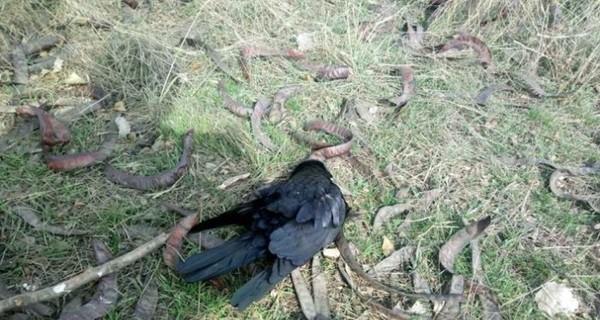 Мертвые грачи усеяли целый район в Запорожской области