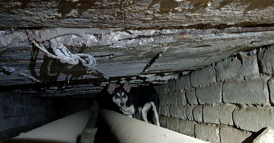 В Донецкой области спасли собаку, полтора года жившую в канализации