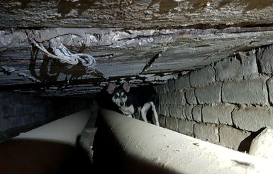 В Донецкой области спасли собаку, полтора года жившую в канализации