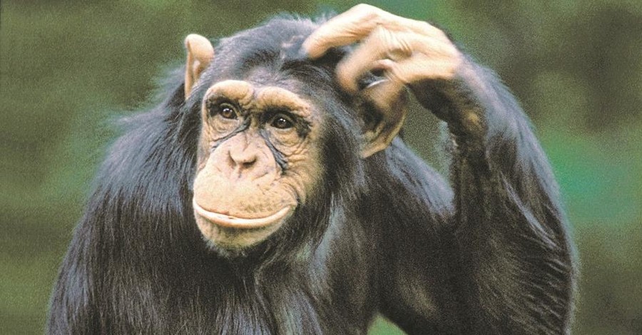 Шимпанзе создали в Африке свою цивилизацию 