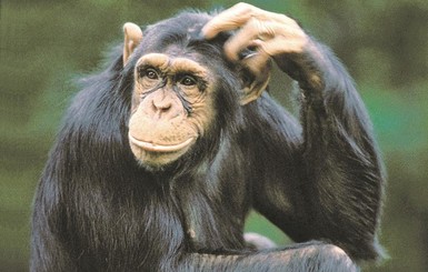 Шимпанзе создали в Африке свою цивилизацию 