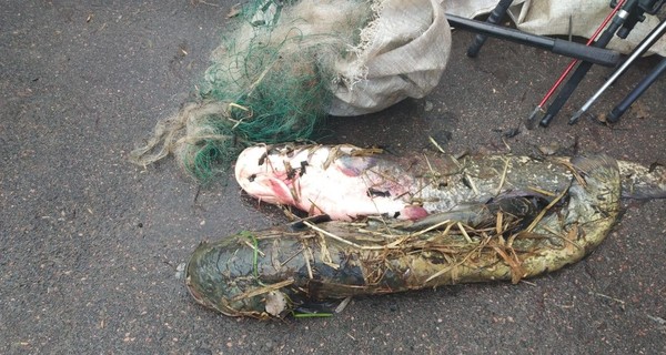 Сотрудникам полиции и заповедника Чернобыля готовят подозрения из-за массового вылова рыбы