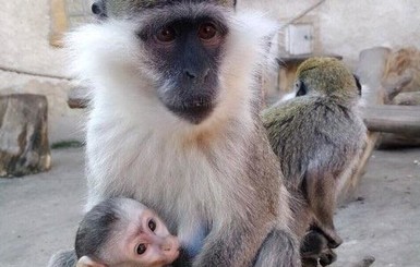 Весенний бэби-бум в украинских зоопарках: плодятся приматы, грызуны и копытные 