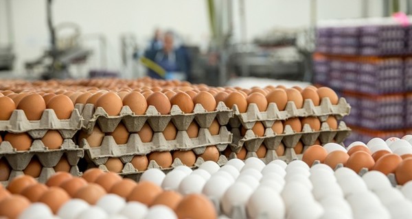 Одними яйцами сыт не будешь: как выросли цены за год