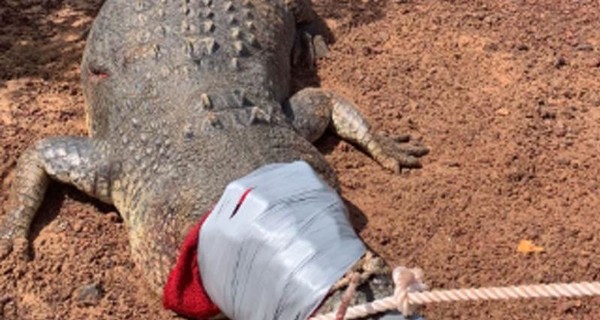 В Австралии крокодила закрыли в тюремной камере, чтобы он ел собак