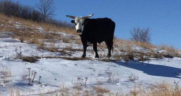 Американским фермерам пришлось выкапывать коров из снега после сильнейшей метели