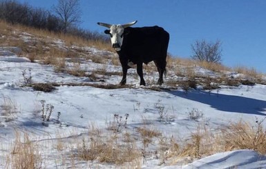 Американским фермерам пришлось выкапывать коров из снега после сильнейшей метели