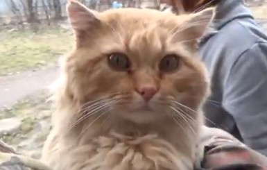 Кропивницкого кота Жору, пропавшего в январе, хозяева нашли после сюжета о чудесном спасении